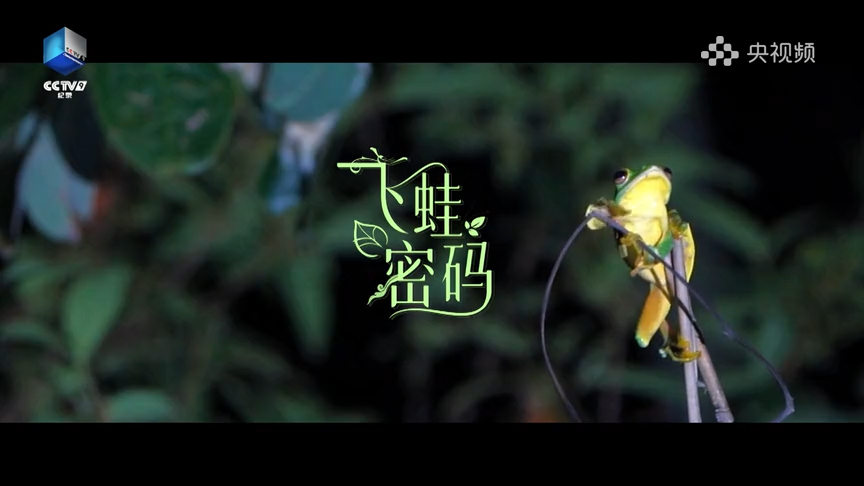 飞蛙密码