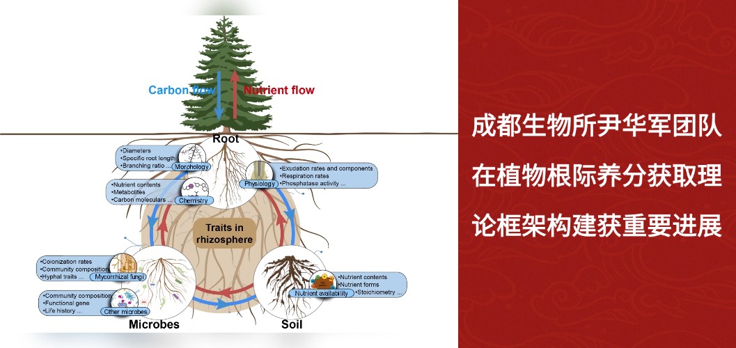 成都生物所尹华军团队在植物根际养分获取理论框架构建获重要进展