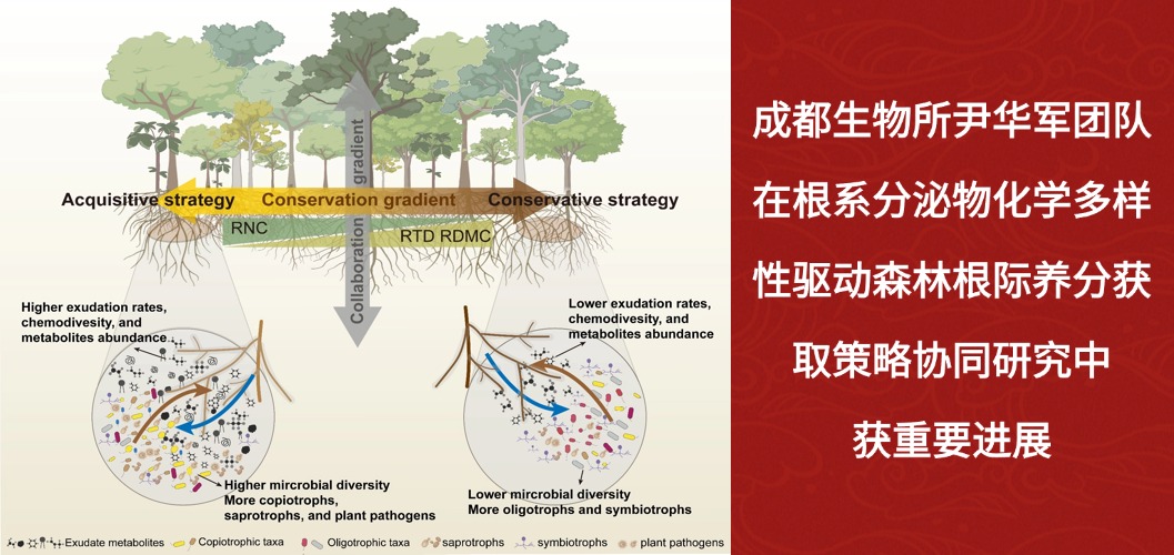 成都生物所尹华军团队在根系分泌物化学多样性驱动森林根际养分获取策略协同研究中获重要进展