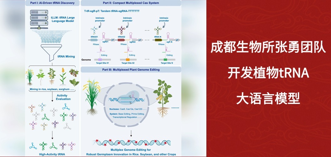 成都生物所张勇团队开发植物tRNA大语言模型